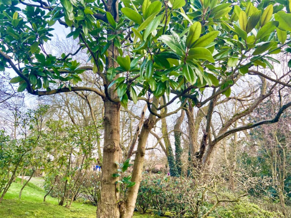 View of the lush greenery around Holland Park