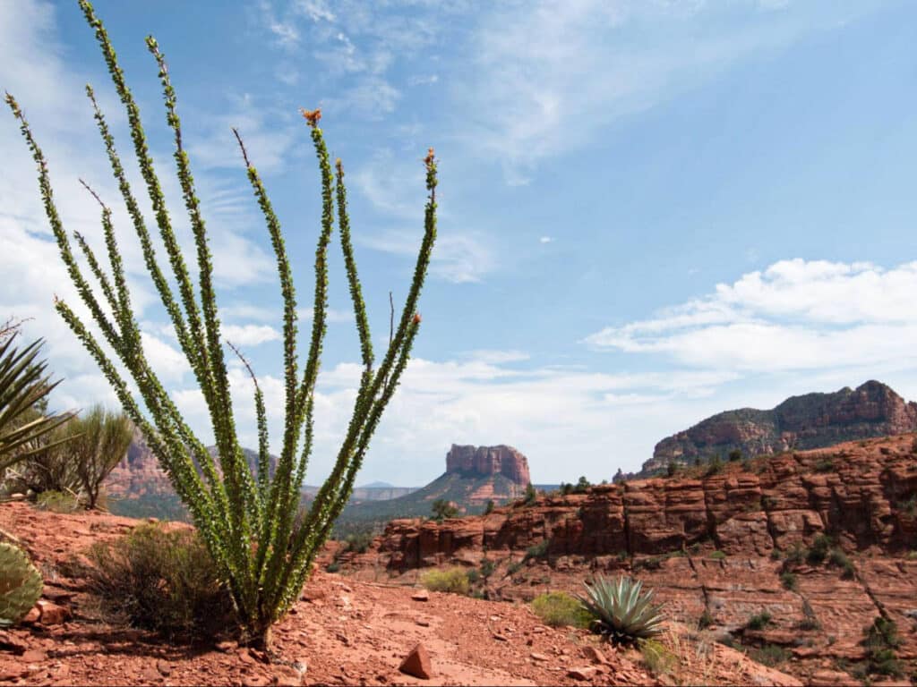 View of the greenery around the desert landscape