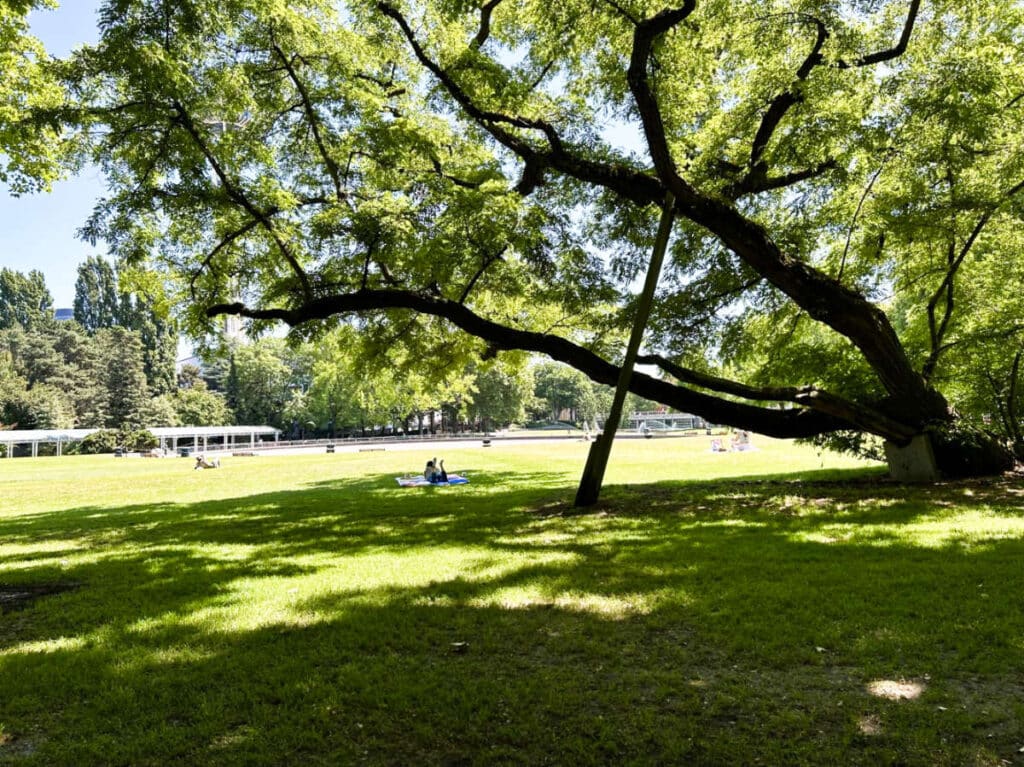 View of the people chilling under the shade of the tree in the park