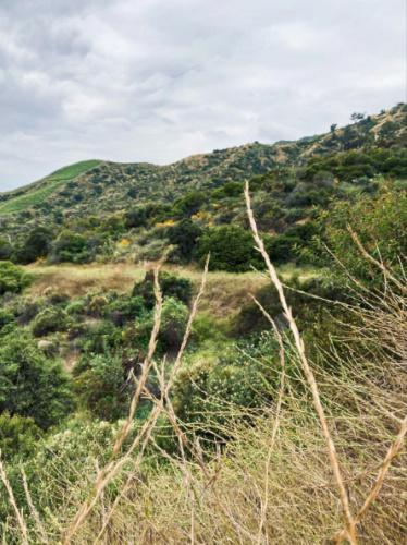 View of the lush landscape from the Griffith Park on a rainy day