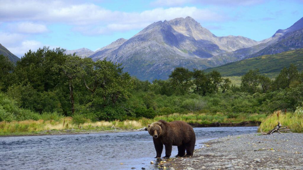 A grizzly bear wandering by the river