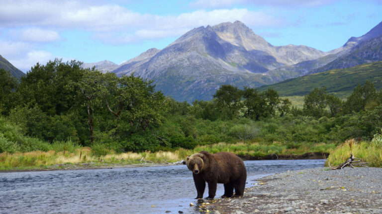 A grizzly bear wandering by the river