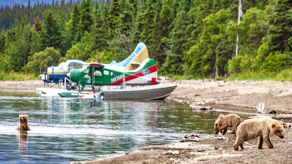 View of the grizzly bears and the colorful seaplanes in the background