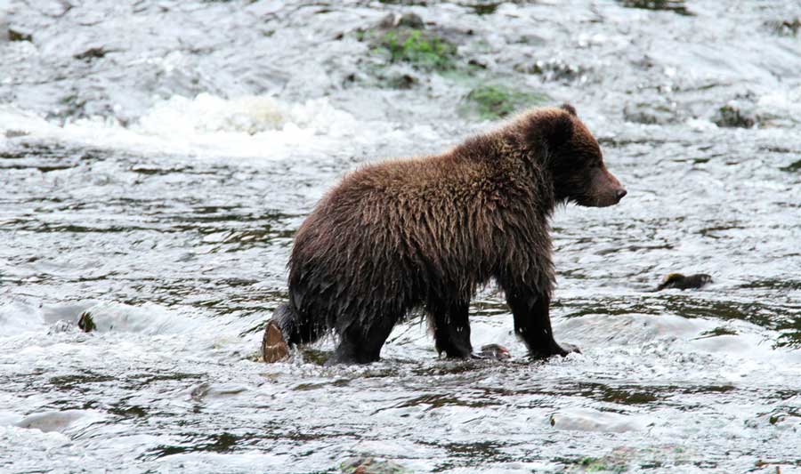 A grizzly bear on a river in Admiralty Island