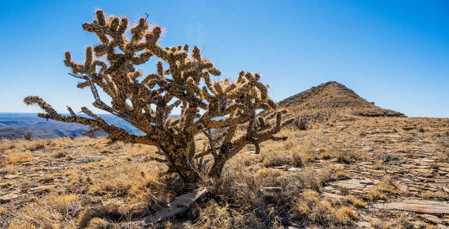A cactus under the clear blue sky in Guadalupe Peak Wilderness Campground