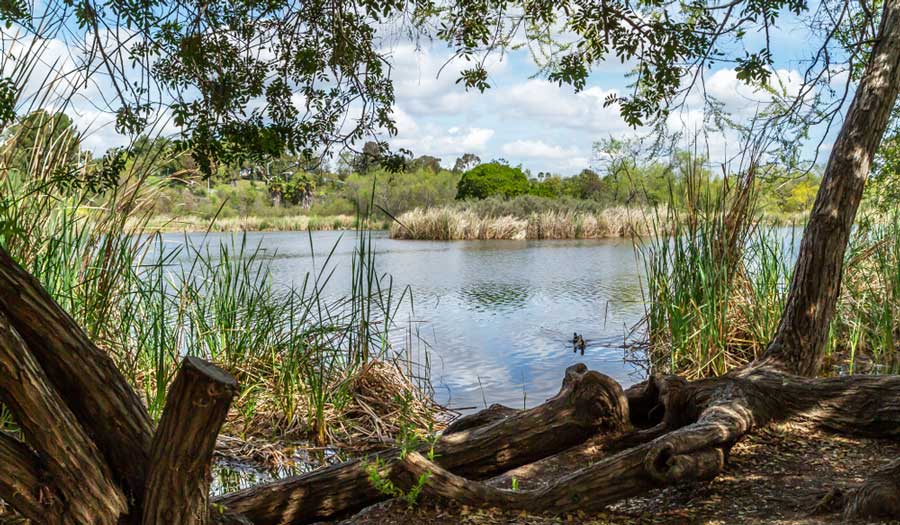Relaxing view from Guajome Regional Park