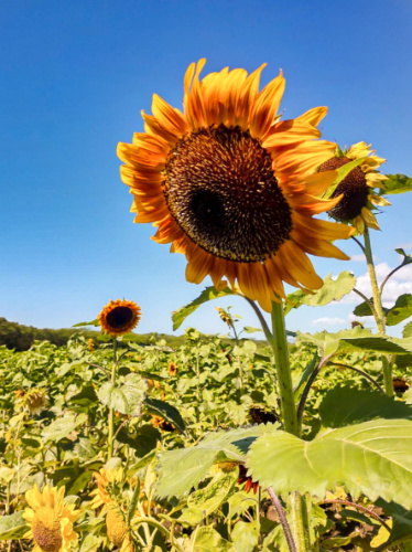 Closeup look of the sunflower with a clear blue sky in the background in Guanica