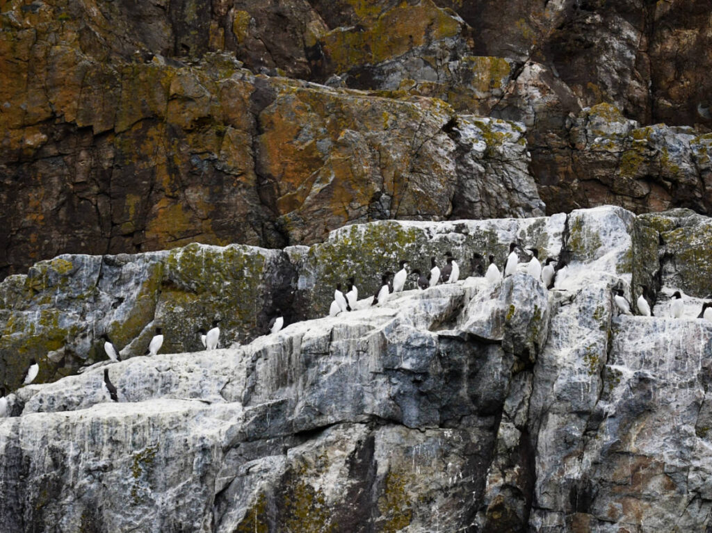View of the guillemots lined along the rock cliff on Ramsey Island