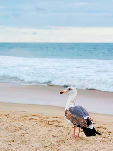 A gull at the shoreline of Newport Beach