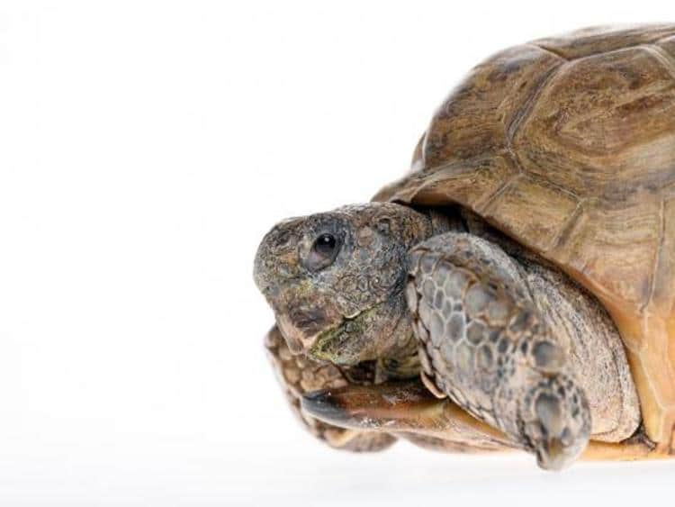 Picture of Gus the Tortoise