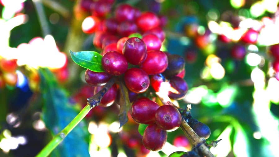 Closed up view of a coffee beans