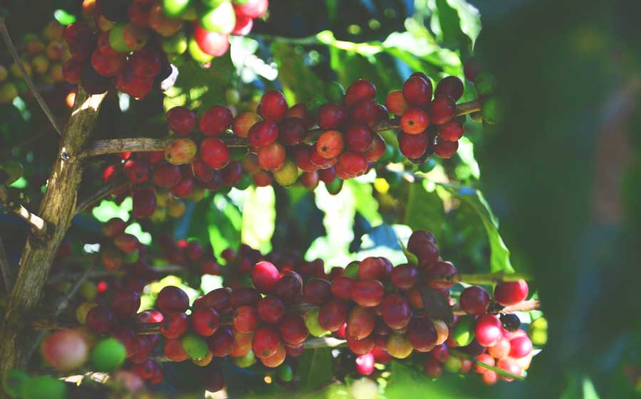 View of red coffee beans in Hacienda Gran Batey