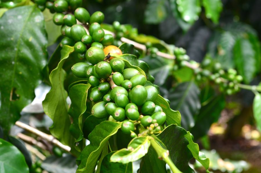 Close up view of green coffee berry at Monte Sagrado Reserve