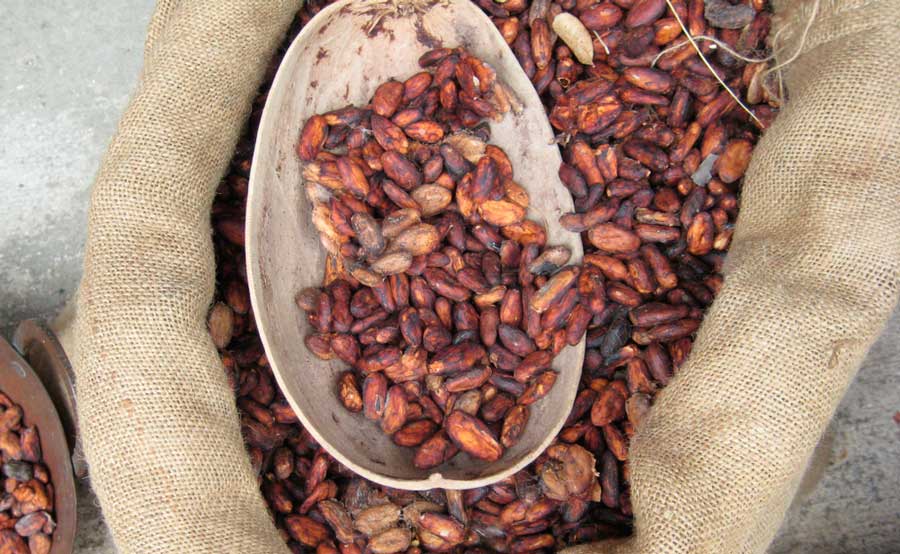 View of cocoa beans on a sack bag