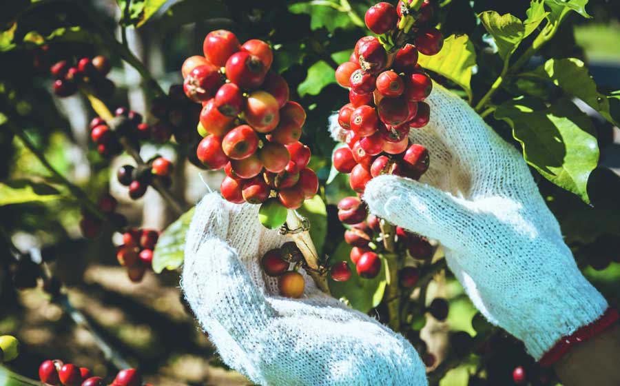 View of a hand harvesting coffee beans in Hacienda Pomarrosa