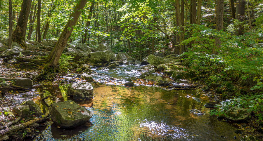 Peaceful view of the river at the Hacklebarney State Park