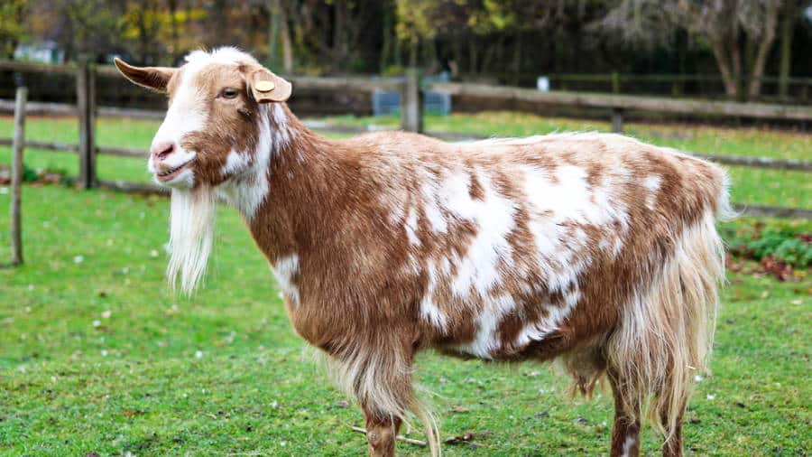 A brown and white goat at Hackney City Farm