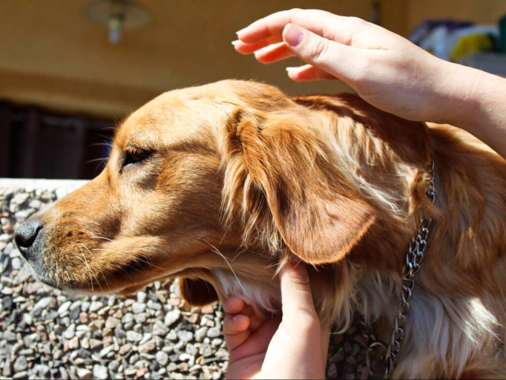 A hand petting the head of the dog