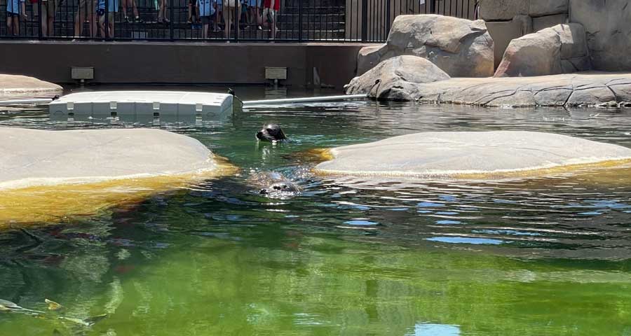 View of Harbor seals on the water at Lincoln Park Zoo