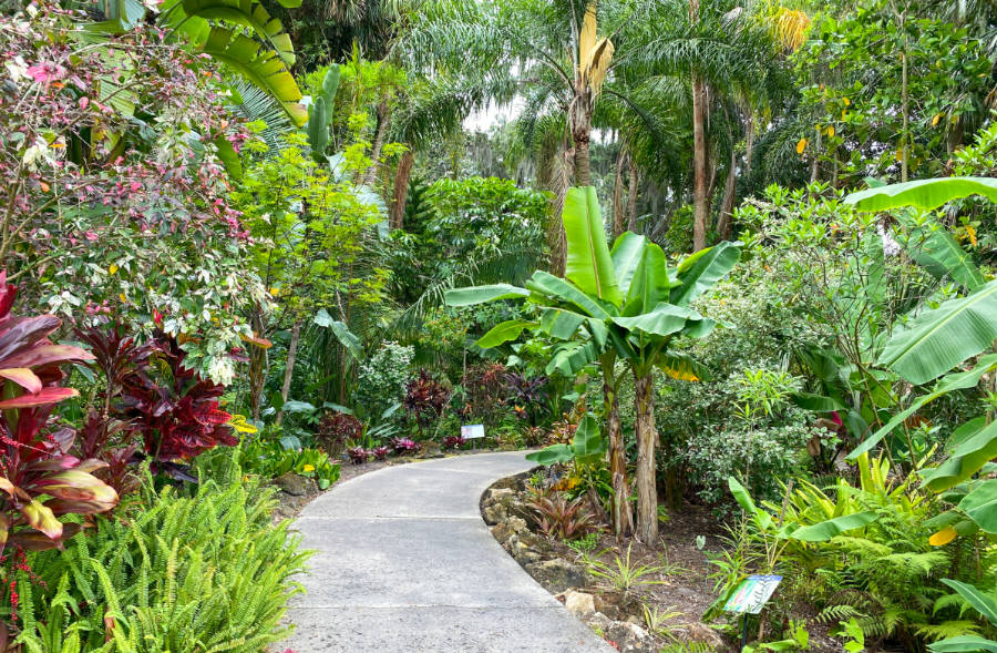 View of a walking path at Harry P Leu Gardens