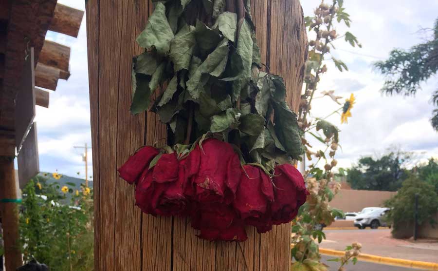 Dried roses hanging outside the Harwood Museum