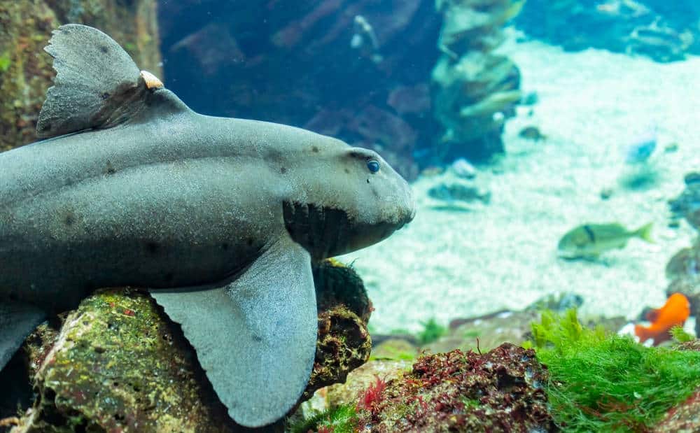 Close up view of a shark in Hatfield Marine Science Center