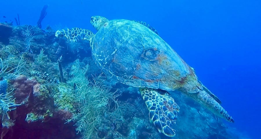A sea turtle diving near the corals in The Wall at Cane Bay