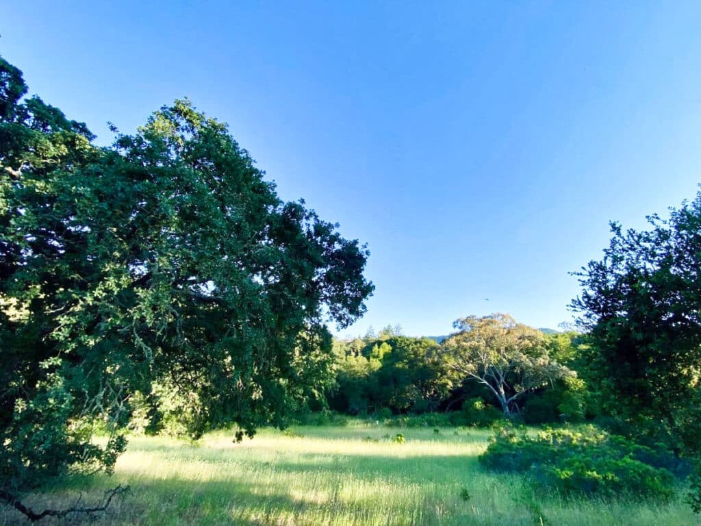 Panoramic view of the lush greenery around the grasslands at Healdsburg Ridge Open Space