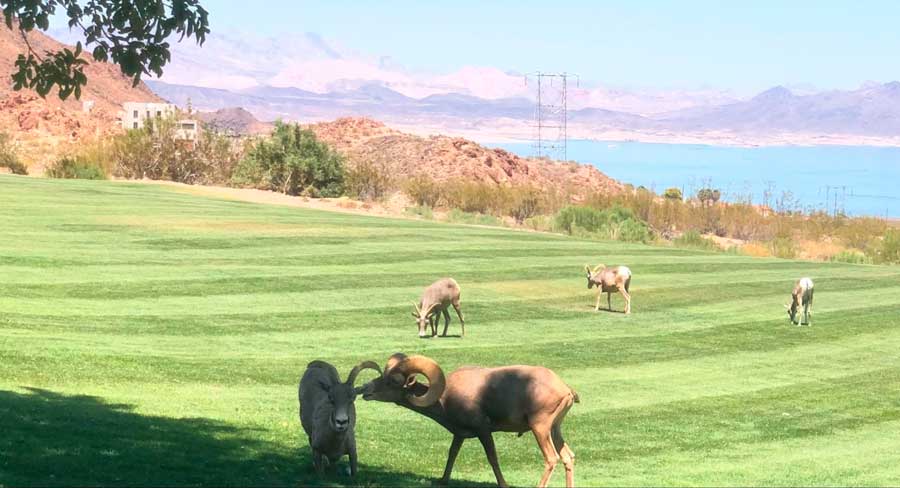 View of bighorn sheep in Hemenway Park