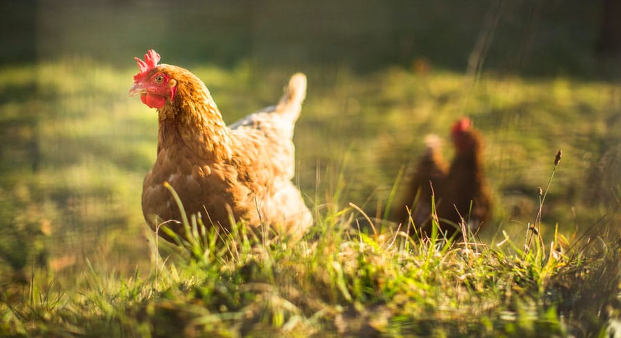 View of hens from a organic farmyard