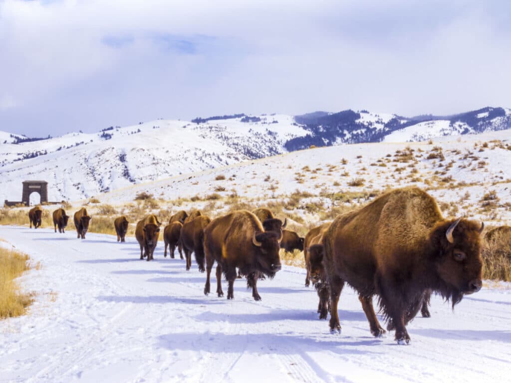 A herd of bison walking on the snow covered landscape at Yellowstone National Park