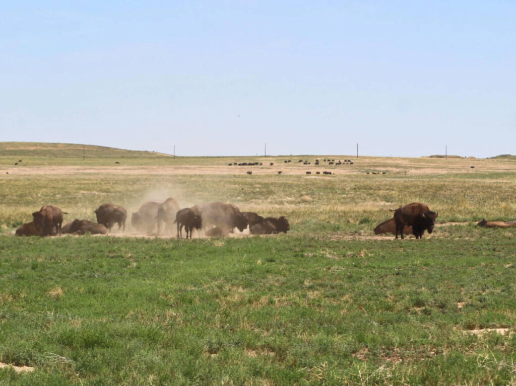 A herd of bison on the grassland