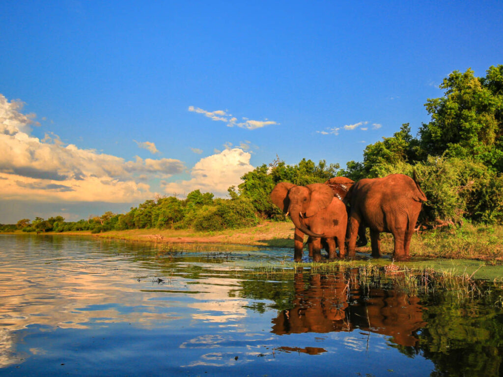 A herd of elephant drinking water on the river at sunset