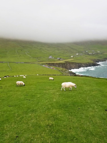 A herd of sheep on the vast landscape