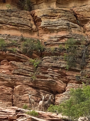 Closeup view of the herd of sheep in Bryce Canyon National Park