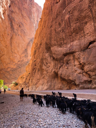 A herd of sheep near the Grand Canyon-like mountains