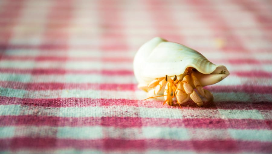 A hermit crab on a red checkered tablecloth.