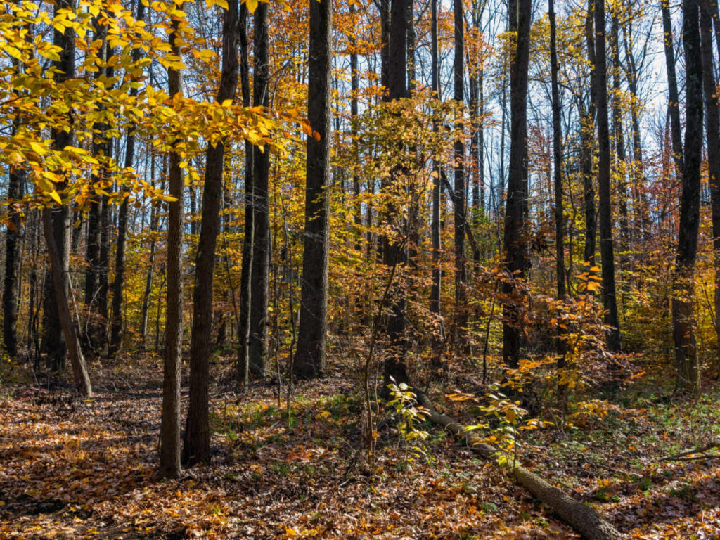 View at the Herrontown Woods during fall foliage
