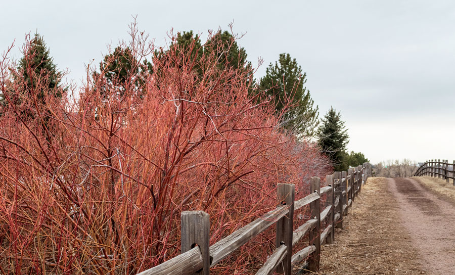 A wooden fence in High Line Canal