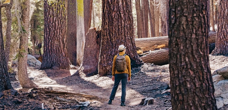 A man in winter clothes hiking in a sequoia tree forest.