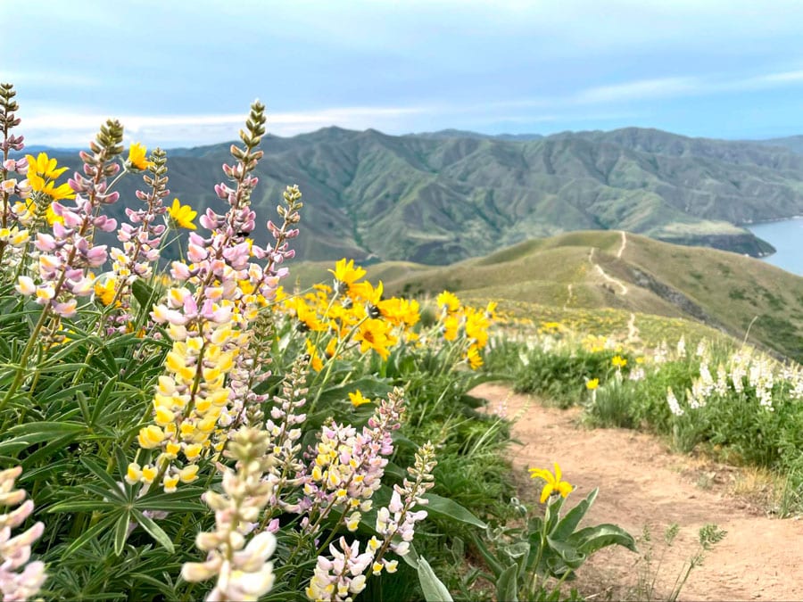 Closeup view of colorful wildflowers during a hike in Cervide