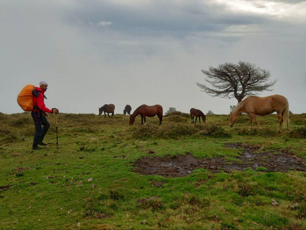 A Hiker and Horses along Camino Primitivo