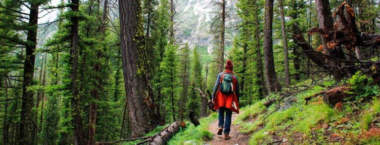 A person in red jacket hiking in a dense green forest