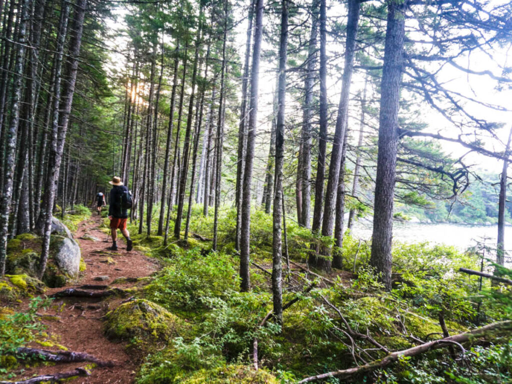 View of the hikers on the forested trail in Baxter State Park