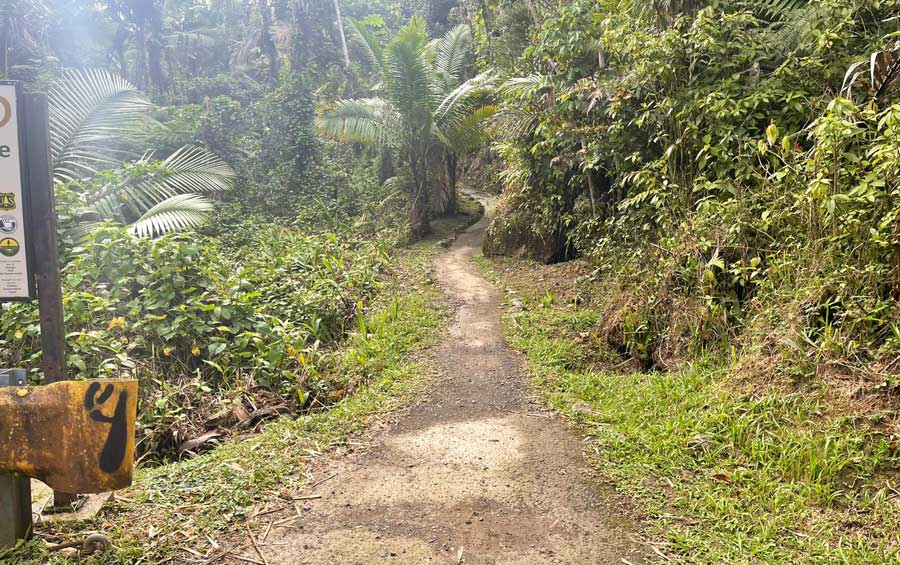 View of a hiking trail in El Yunque National Forest