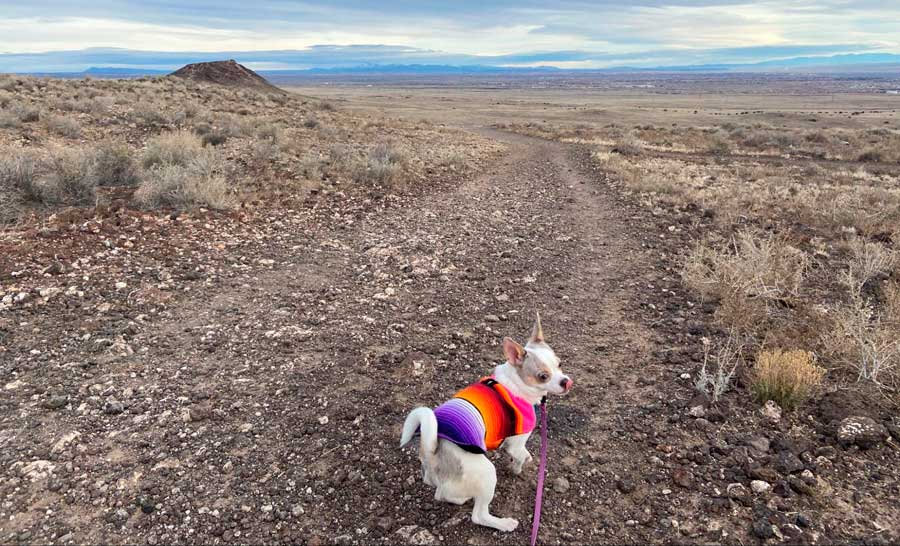 The author's dog during a hike on a hiking trail outside