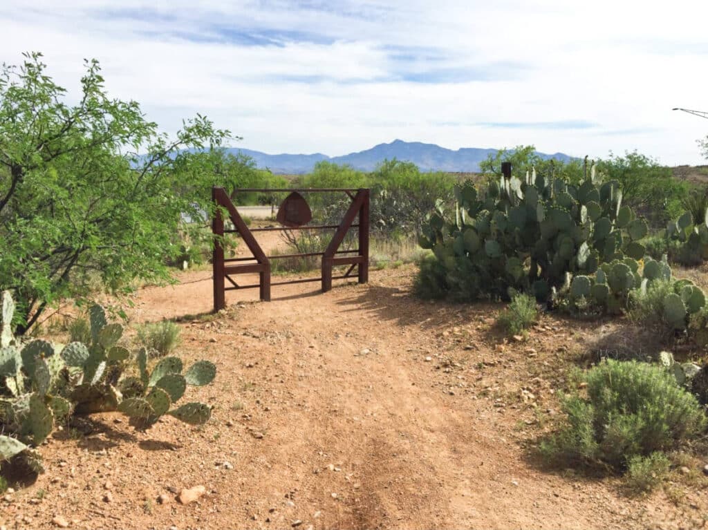 View of the cacti around the hiking trail