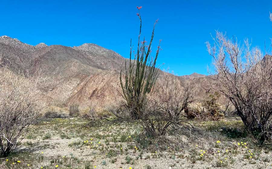 Ocotillo and yellow wildflowers found in the hiking trails of Anza Borrego