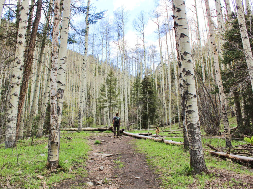 The author Abigail Bliss's husband with their dogs, hiking in the middle of the tall trees in the Columbine-Hondo Wilderness