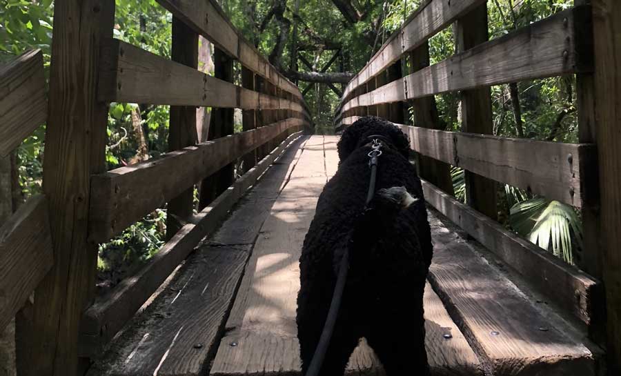 The author Marina Martinelli's dog Athena crossing the wooden bridge in Hillsborough River State Park